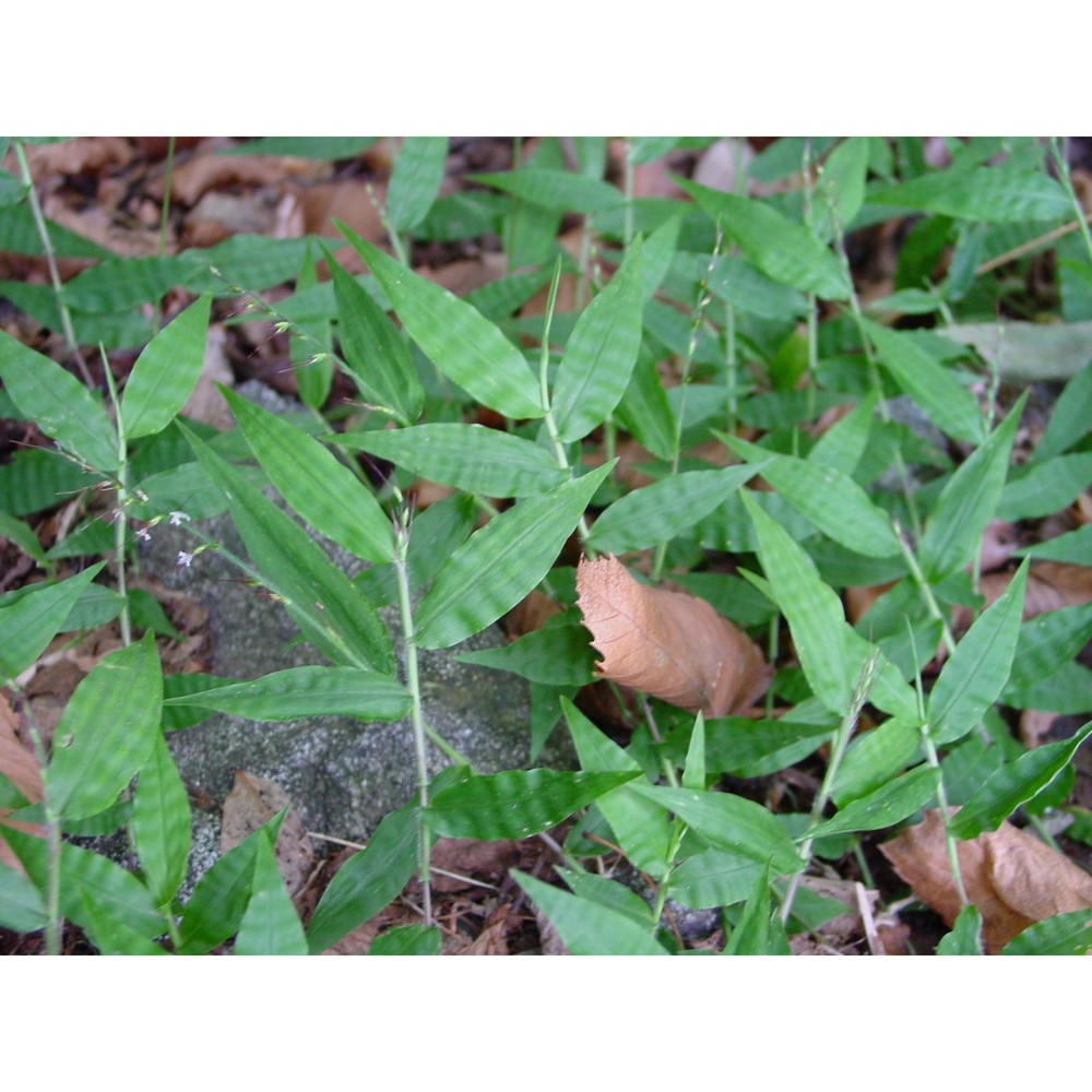 oplismenus undulatifolius (ard.) p. beauv.