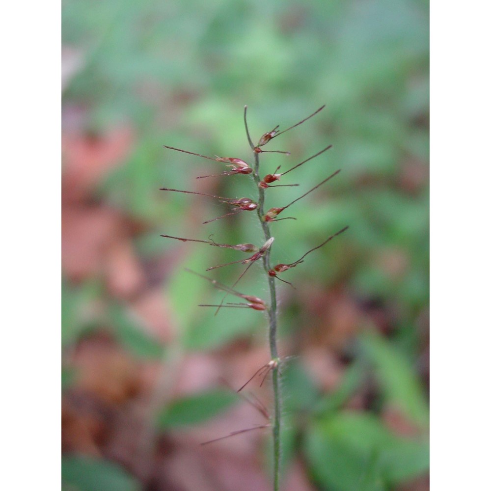 oplismenus undulatifolius (ard.) p. beauv.