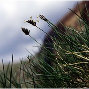 oreochloa disticha (wulfen) link