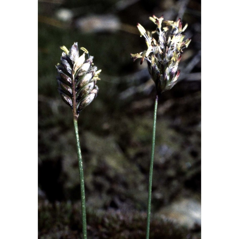 oreochloa disticha (wulfen) link