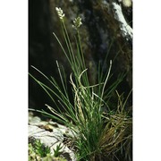 oreochloa disticha (wulfen) link