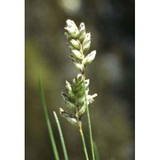 oreochloa disticha (wulfen) link