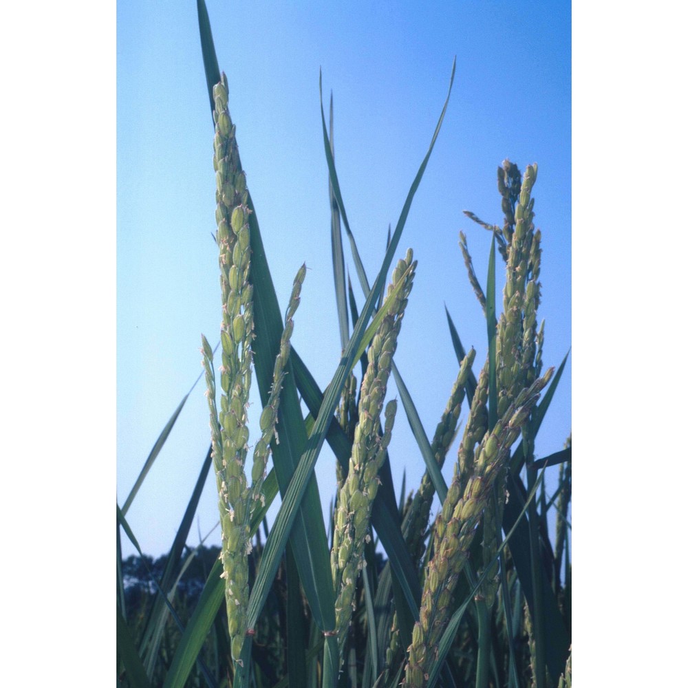 oryza sativa l.