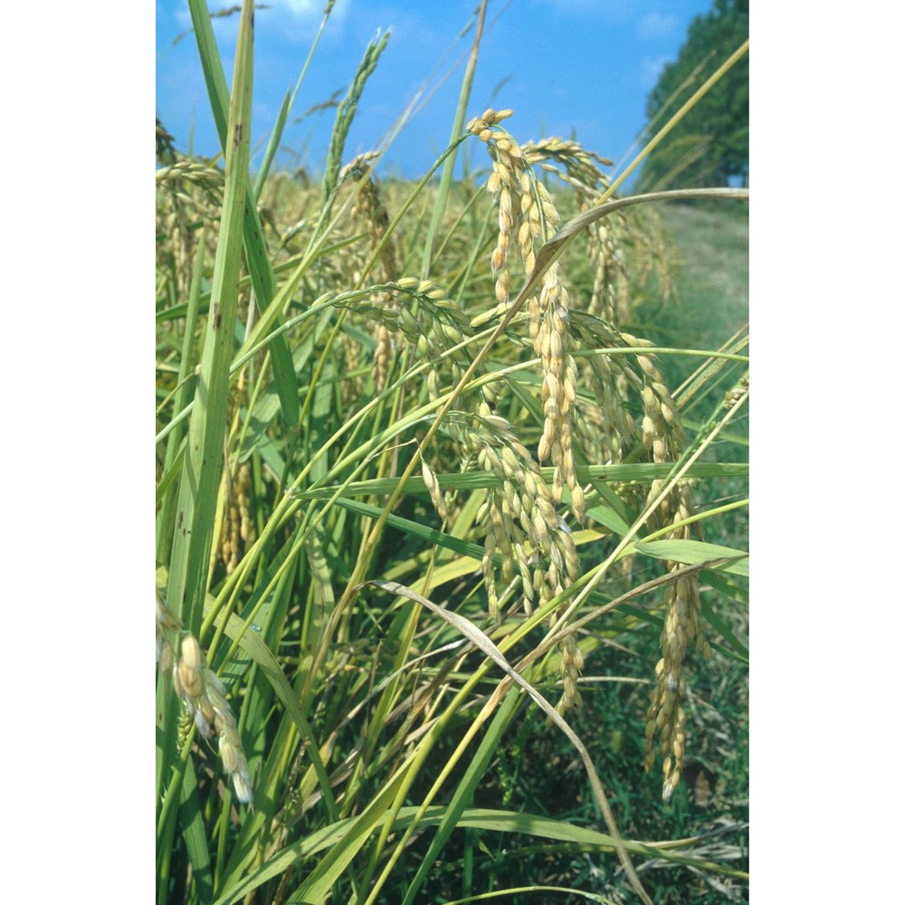 oryza sativa l.