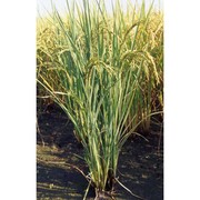 oryza sativa l.