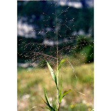 panicum capillare l.