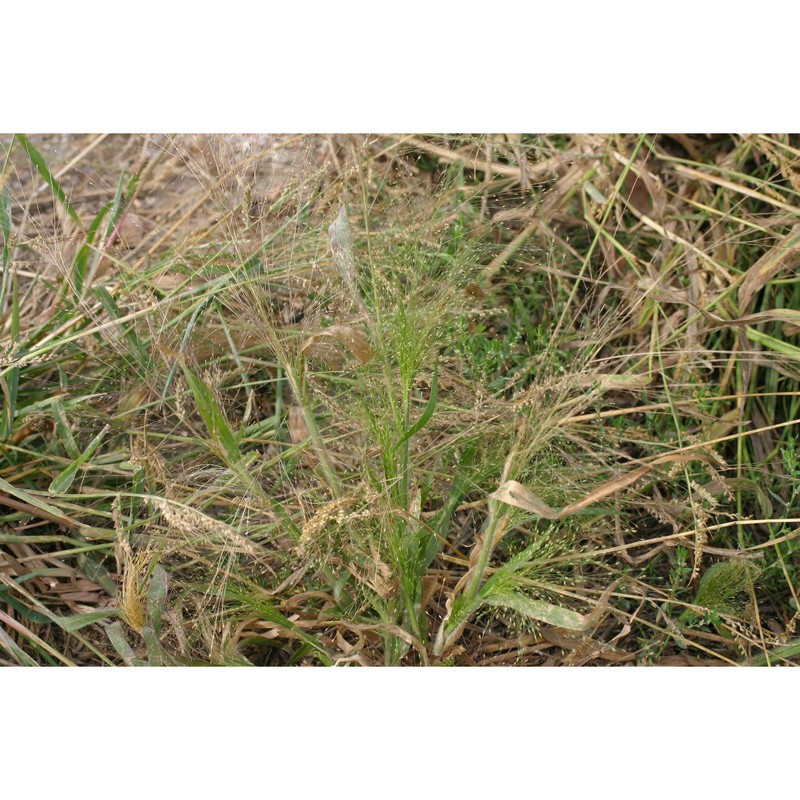 panicum capillare l.