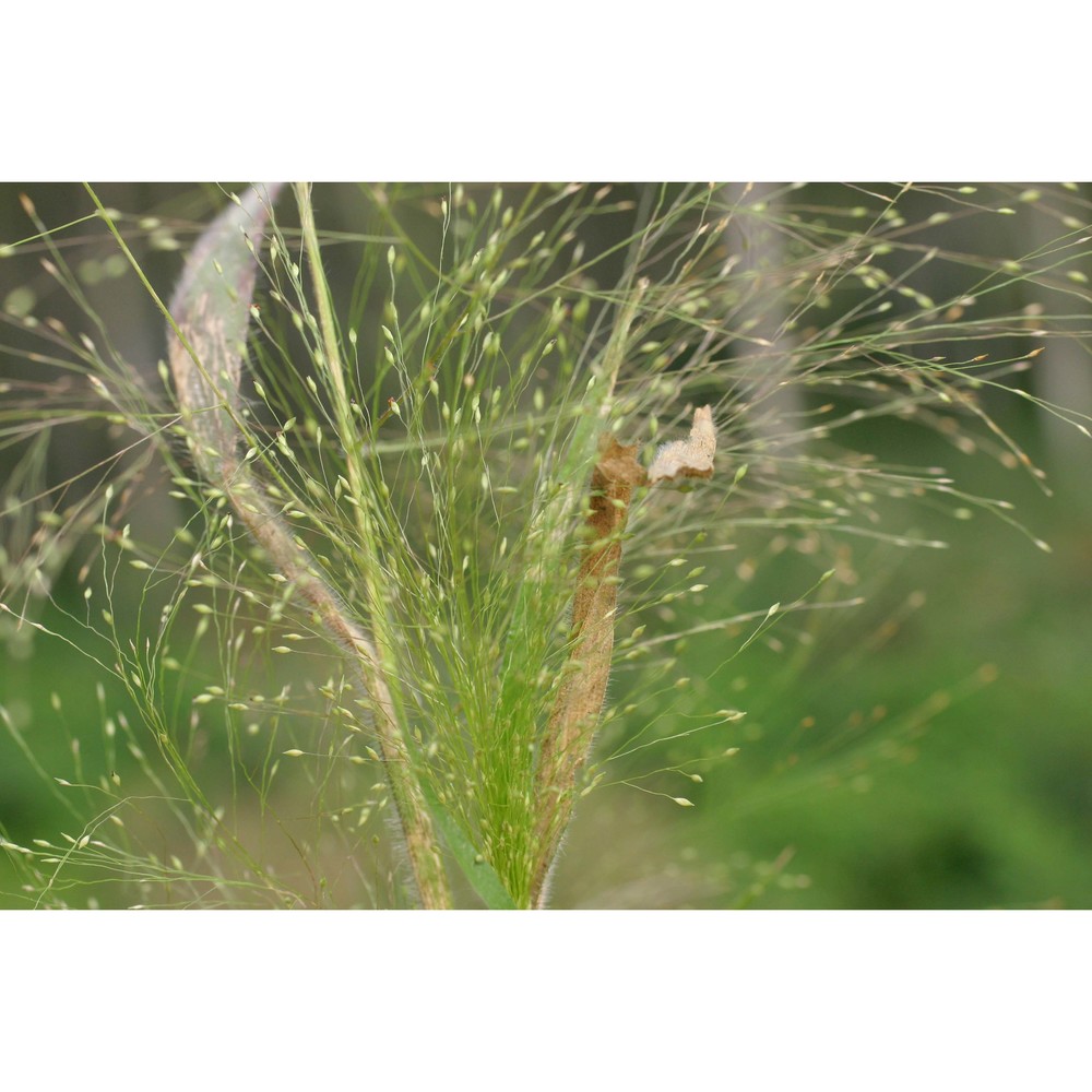 panicum capillare l.