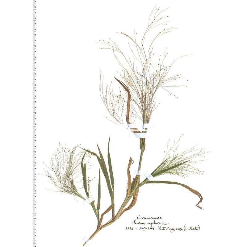 panicum capillare l.