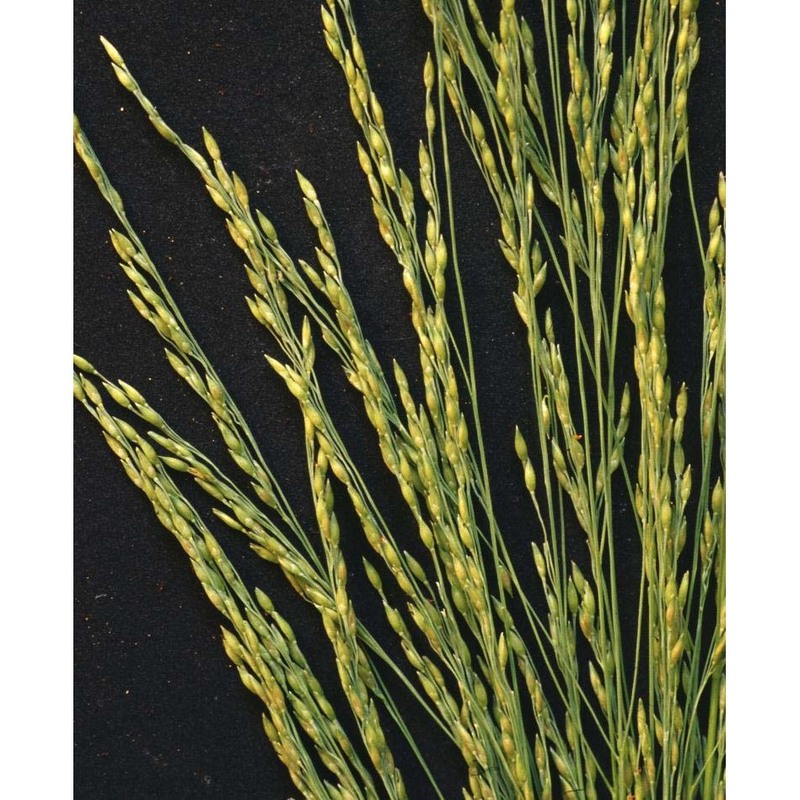 panicum dichotomiflorum michx.