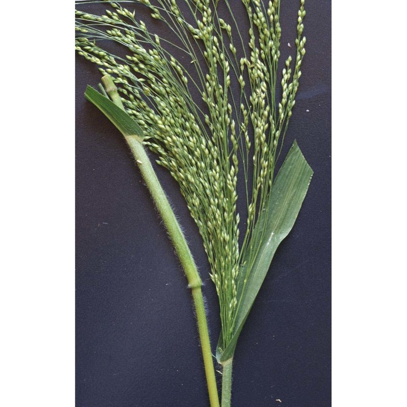 panicum miliaceum l.