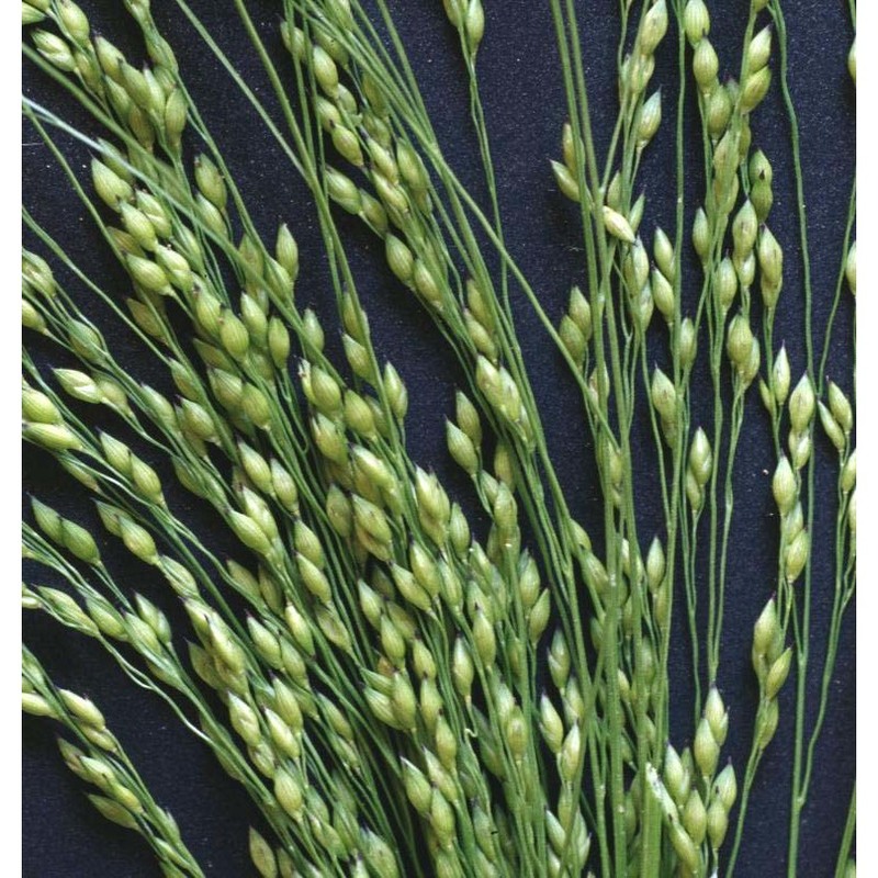 panicum miliaceum l.