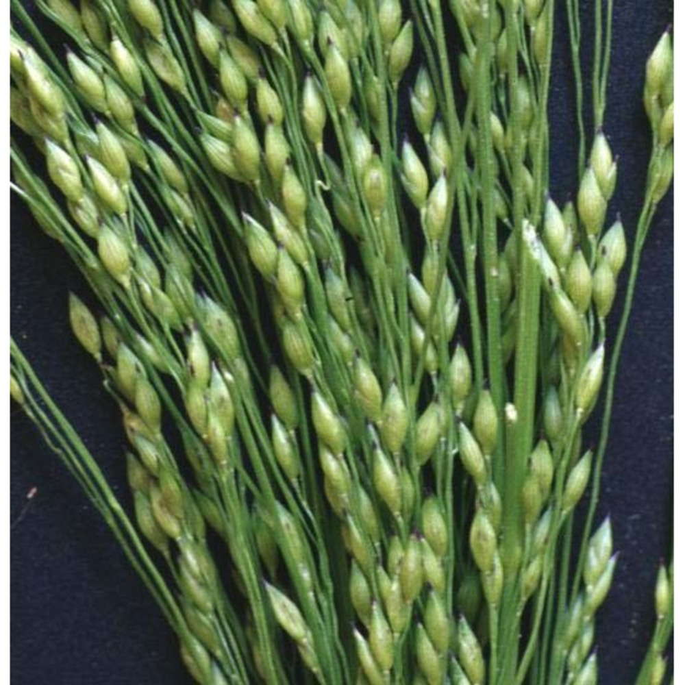 panicum miliaceum l.