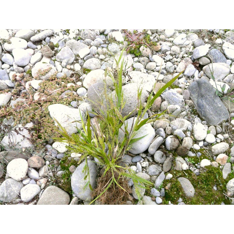 panicum philadelphicum bernh. ex trin.