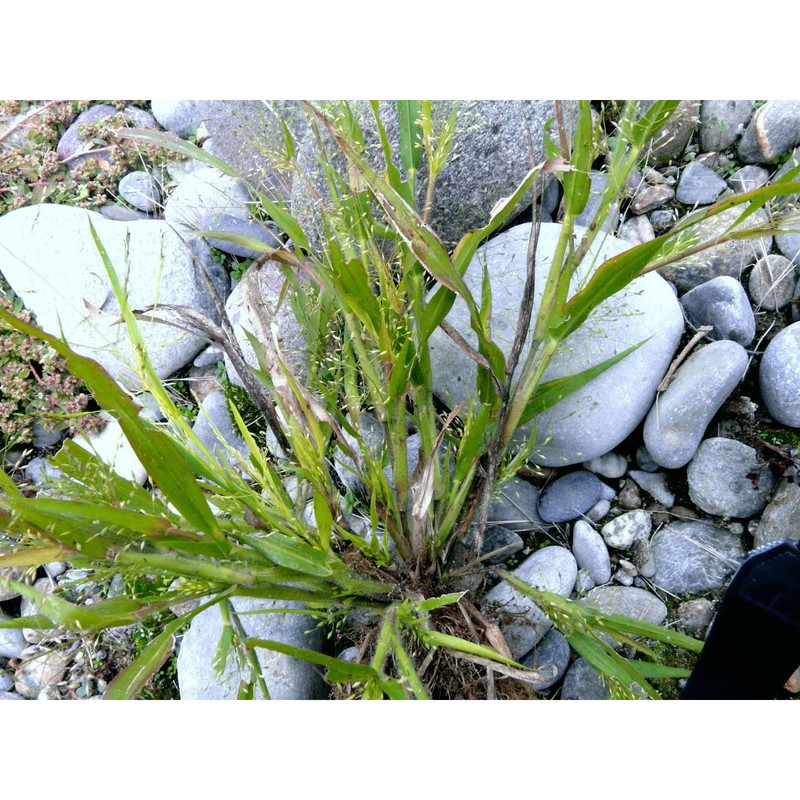 panicum philadelphicum bernh. ex trin.