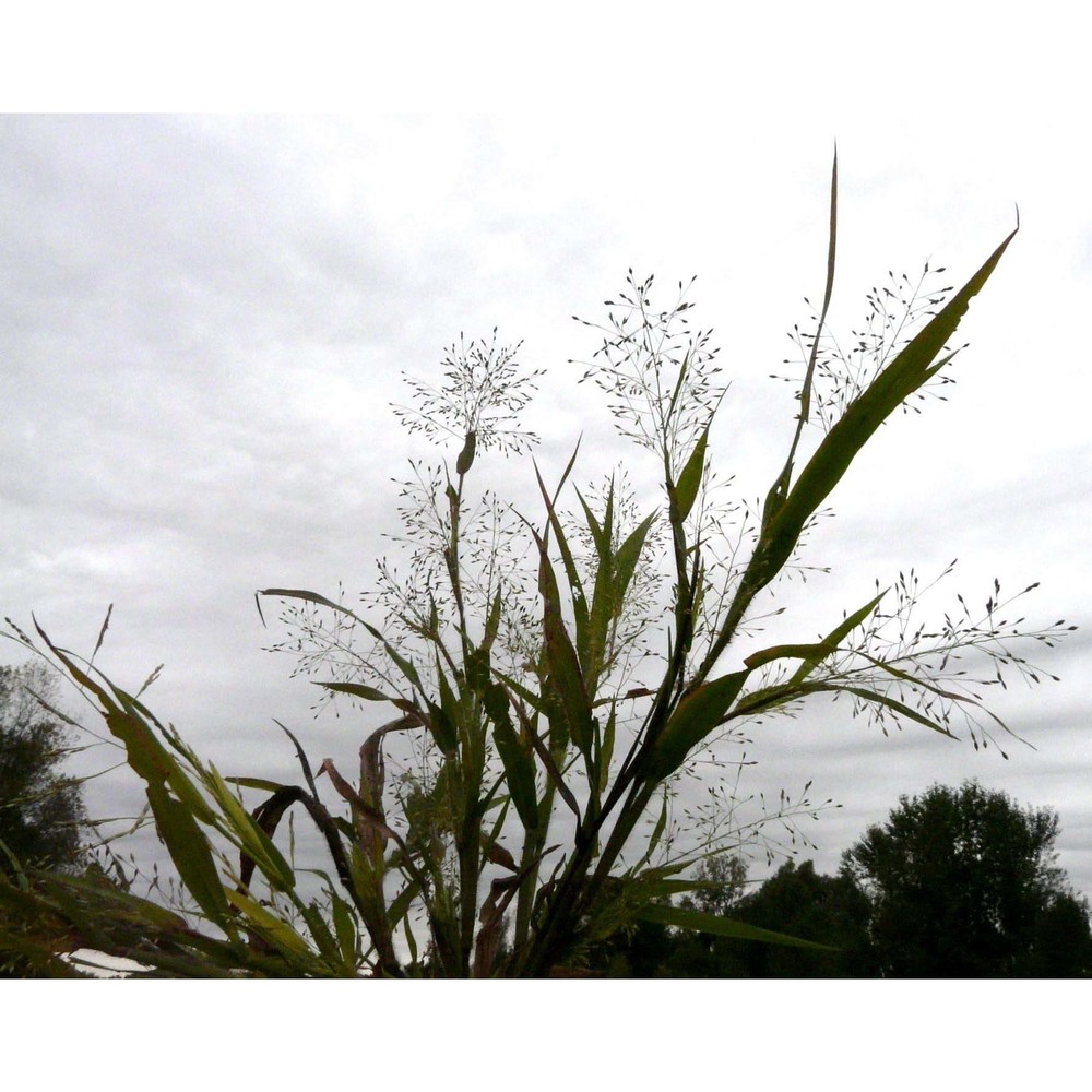 panicum philadelphicum bernh. ex trin.