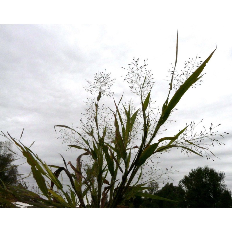 panicum philadelphicum bernh. ex trin.