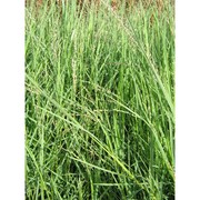 panicum repens l.