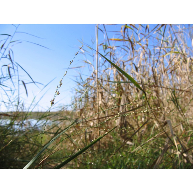 panicum repens l.