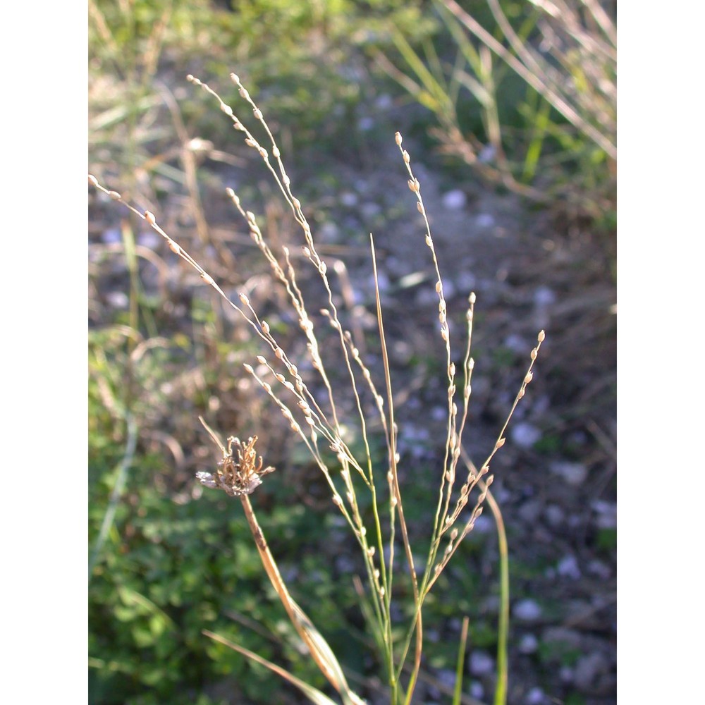 panicum repens l.