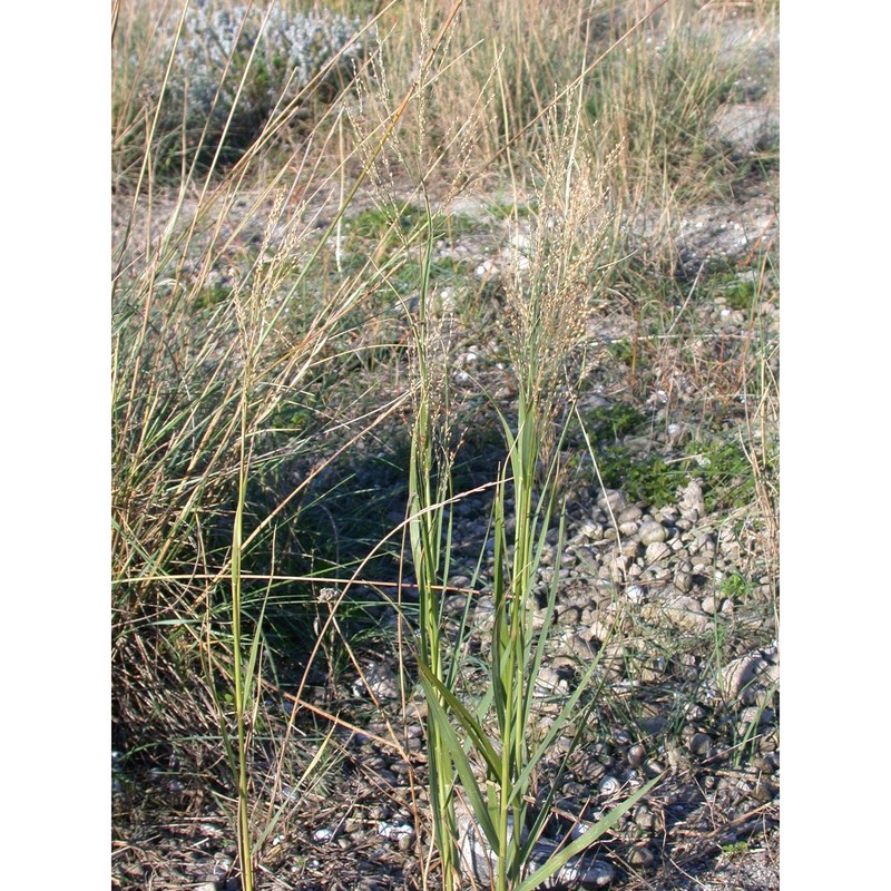 panicum repens l.