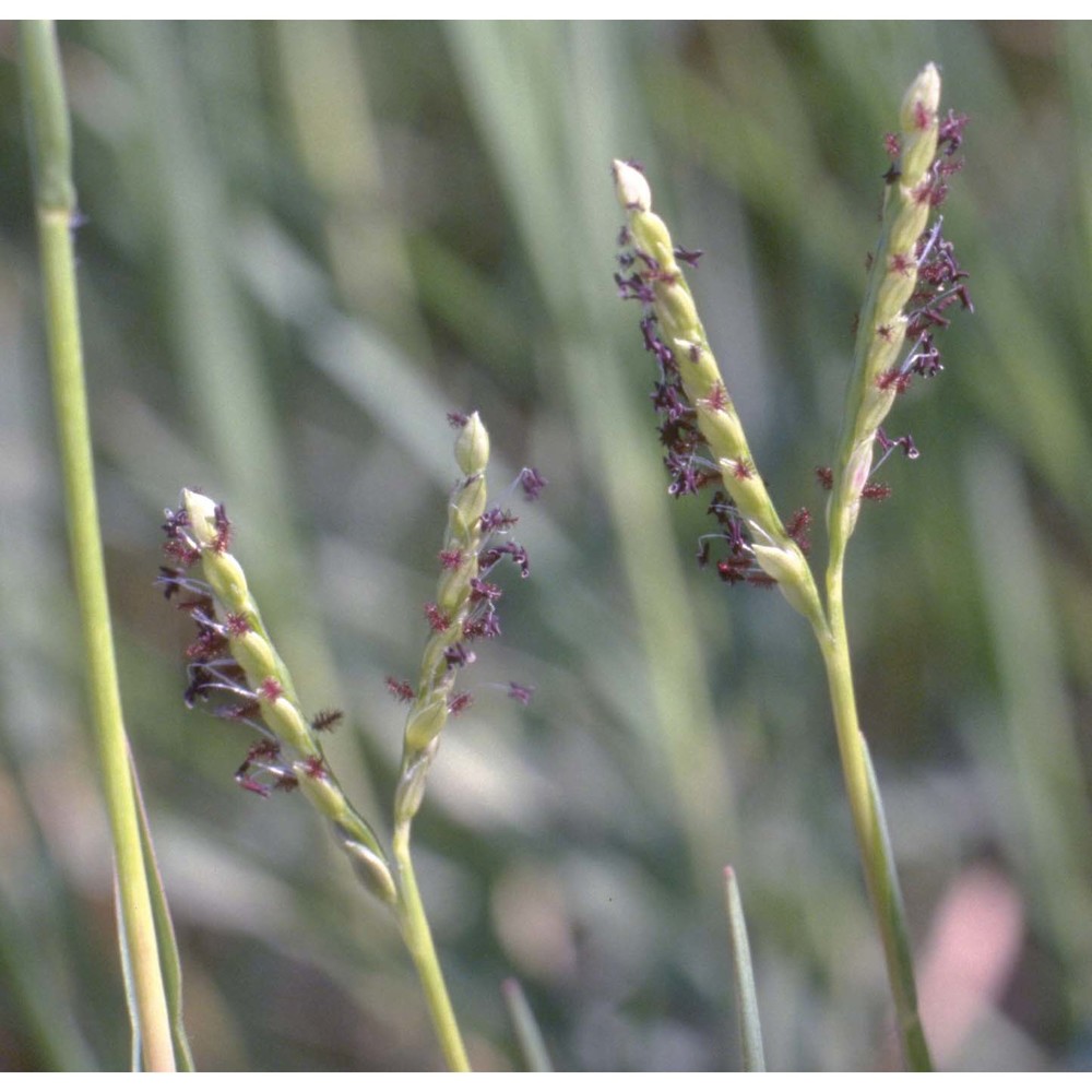 paspalum distichum l.