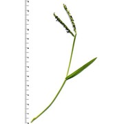 paspalum distichum l.