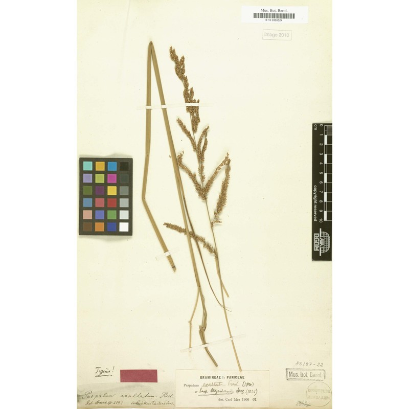 paspalum exaltatum j. presl