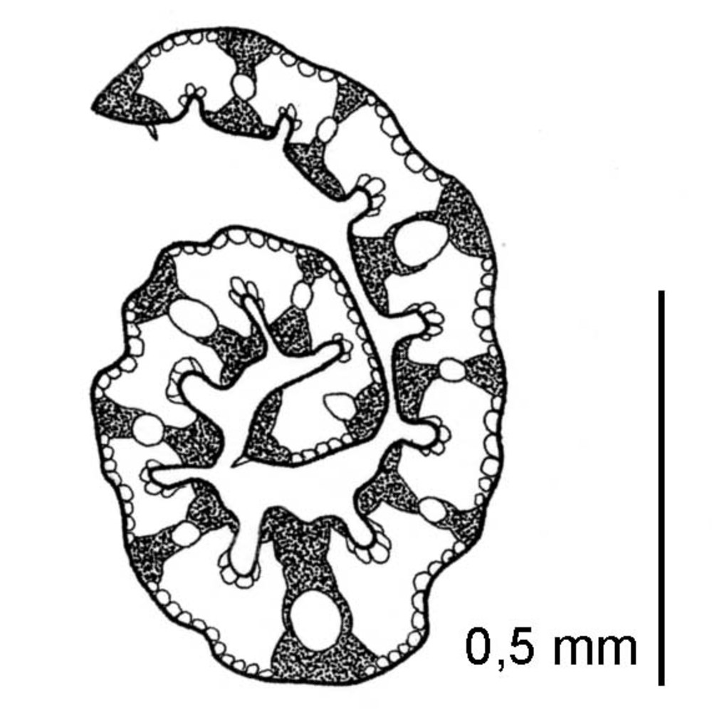 patzkea coerulescens (desf.) h. scholz