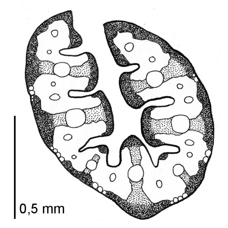 patzkea paniculata (l.) g. h. loos