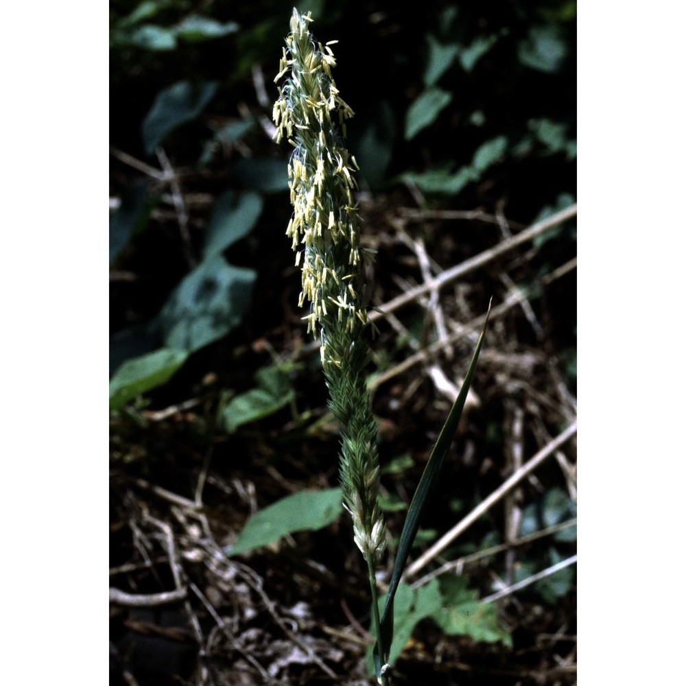 phalaris aquatica l.