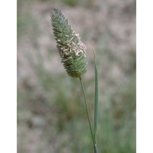 phalaris brachystachys link