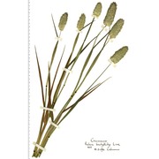 phalaris brachystachys link