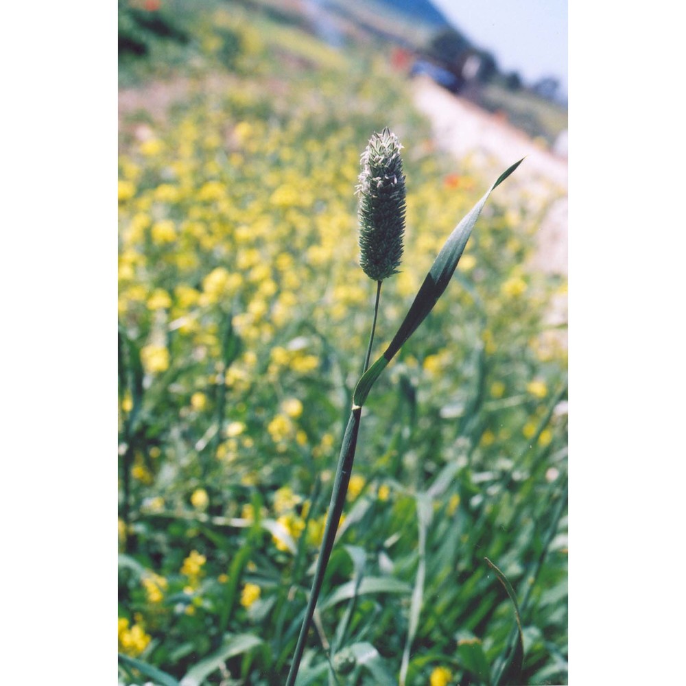 phalaris brachystachys link