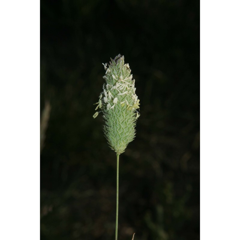 phalaris brachystachys link