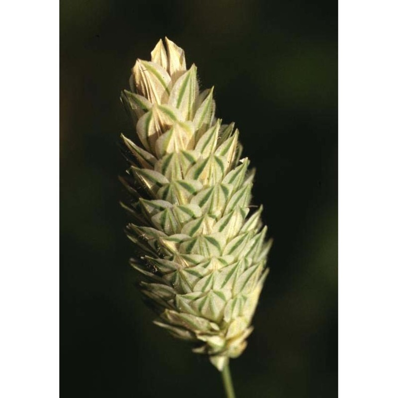 phalaris canariensis l.