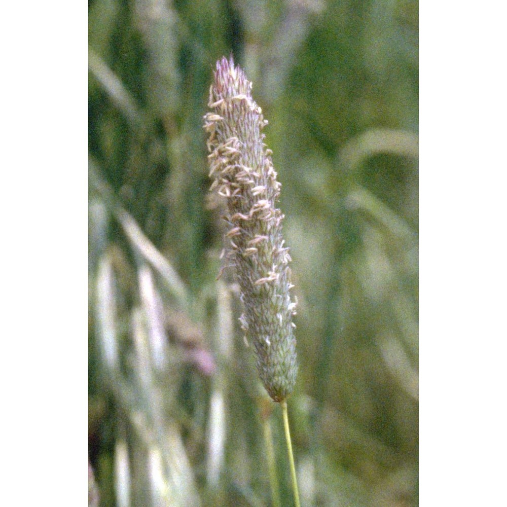 phalaris coerulescens desf.