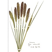 phalaris coerulescens desf.