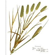 phalaris minor retz.