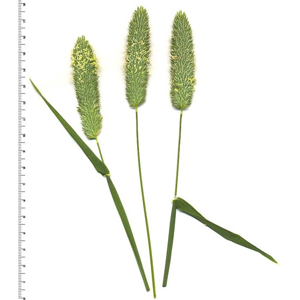 phalaris minor retz.