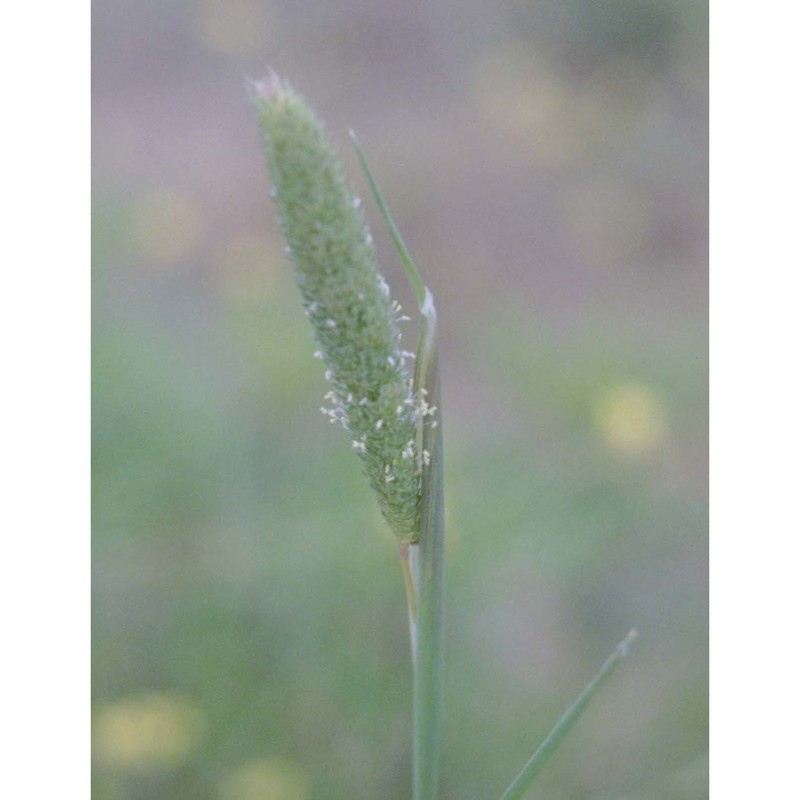 phalaris paradoxa l.