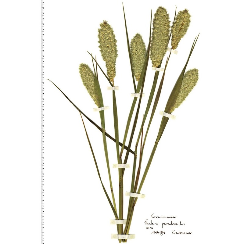 phalaris paradoxa l.