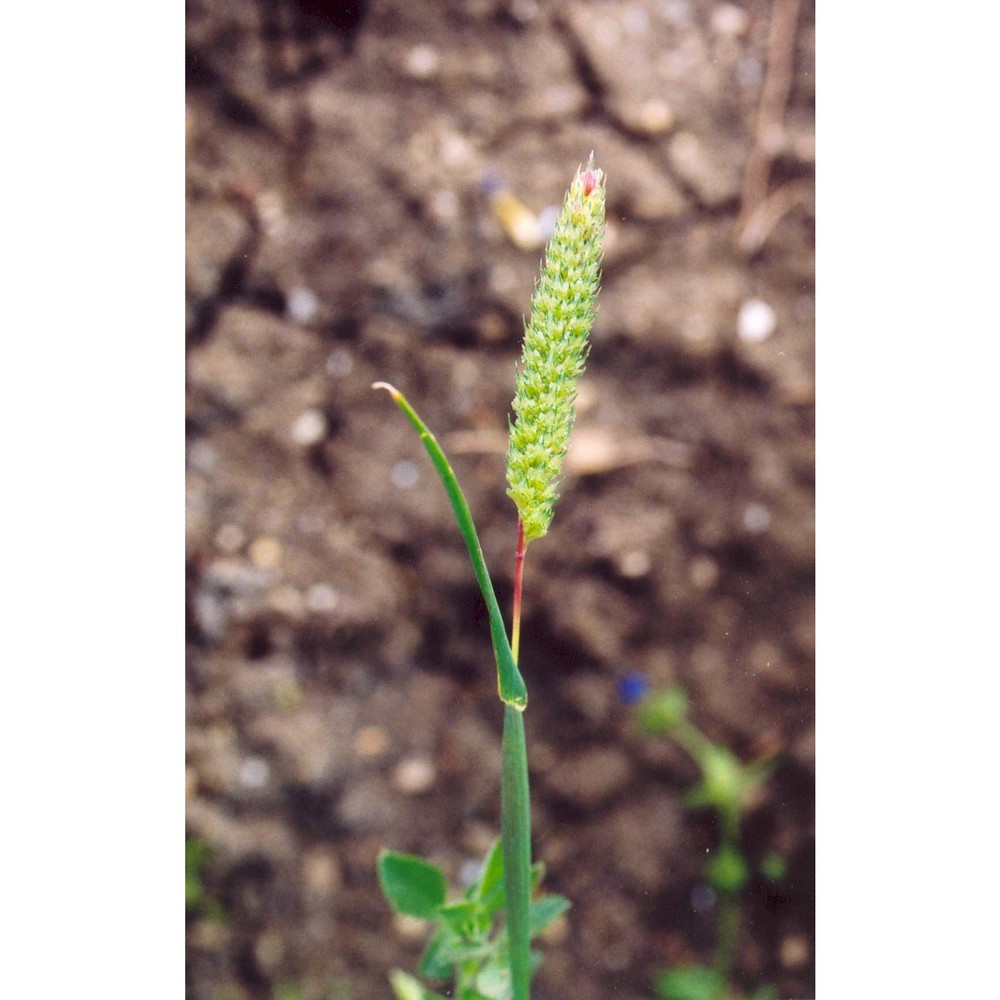 phalaris paradoxa l.