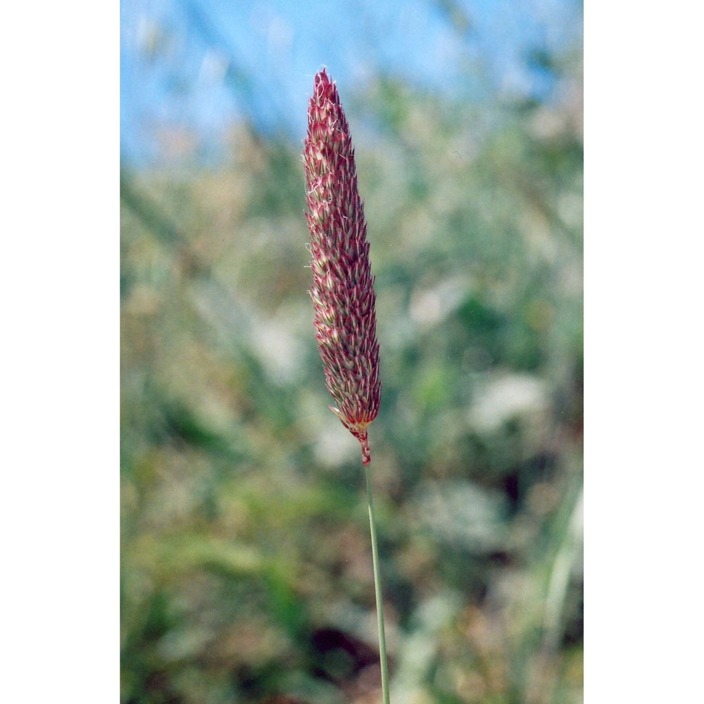 phalaris truncata guss.