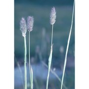 phleum alpinum l.