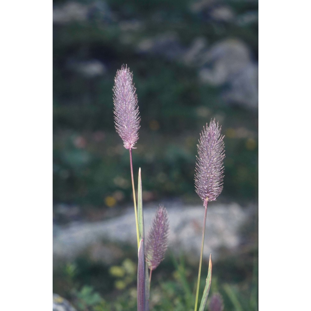 phleum alpinum l.