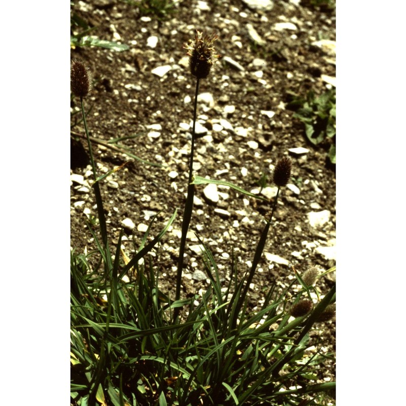 phleum alpinum l.