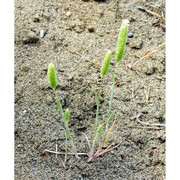 phleum arenarium l. subsp. caesium h. scholz