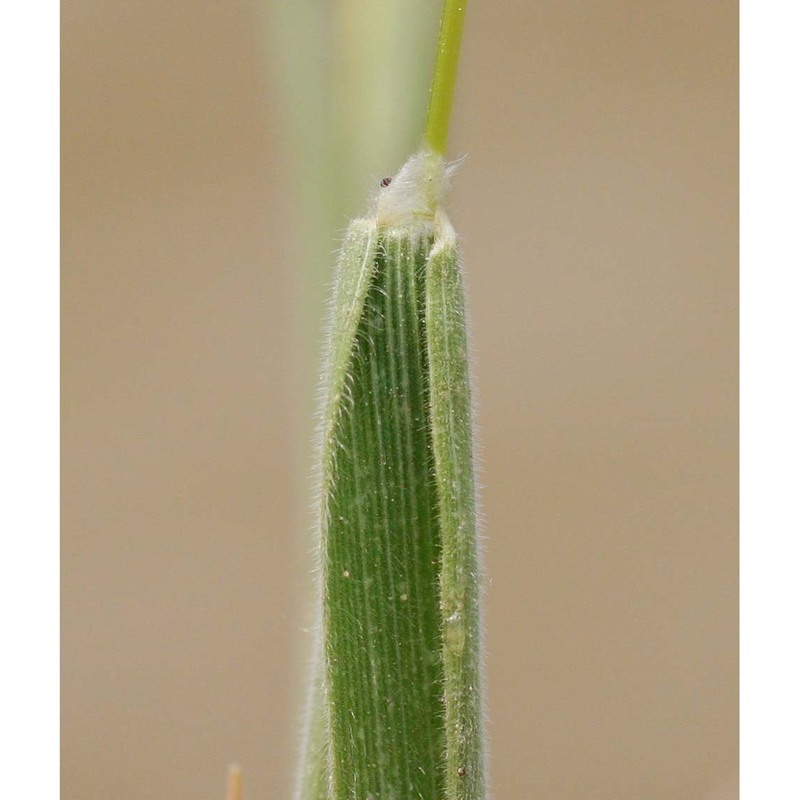 phleum arenarium l. subsp. caesium h. scholz