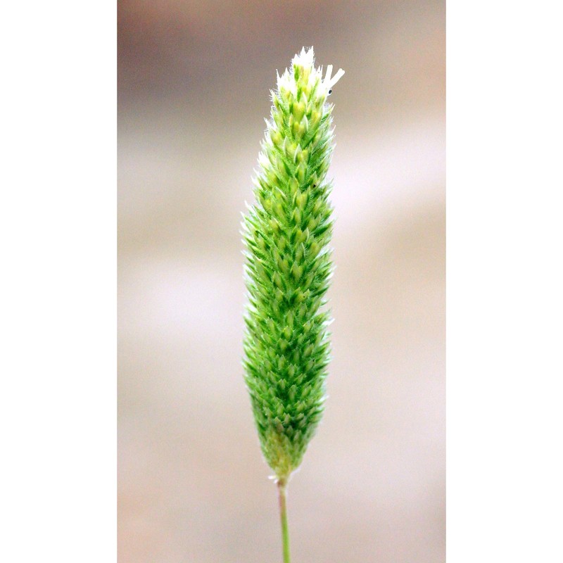 phleum arenarium l. subsp. caesium h. scholz